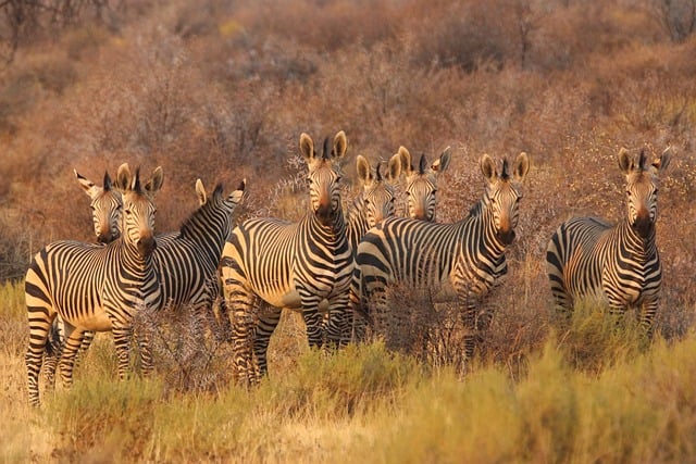 South African safari guide, Wildlife travel in South Africa